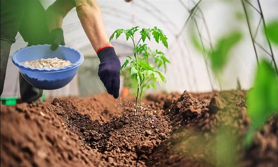 ارتفاع أسعار الأسمدة.. كيف سيؤثر على القطاع الزراعي في مصر؟ 